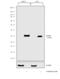 Insulin Like Growth Factor Binding Protein 4 antibody, 702794, Invitrogen Antibodies, Western Blot image 
