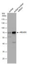 Zinc finger protein Helios antibody, GTX115630, GeneTex, Western Blot image 