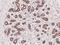 Protein Kinase N3 antibody, 203593-T08, Sino Biological, Immunohistochemistry frozen image 