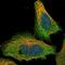 Tubulin Folding Cofactor E antibody, NBP1-81711, Novus Biologicals, Immunofluorescence image 