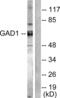 Glutamate Decarboxylase 1 antibody, abx013086, Abbexa, Western Blot image 