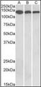 Contactin 1 antibody, orb181578, Biorbyt, Western Blot image 