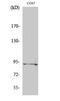 Sp1 Transcription Factor antibody, A00110T739, Boster Biological Technology, Western Blot image 