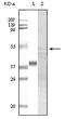 Glycogen Synthase Kinase 3 Alpha antibody, 32-164, ProSci, Enzyme Linked Immunosorbent Assay image 