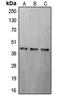 CAMP Responsive Element Binding Protein 1 antibody, LS-C352055, Lifespan Biosciences, Western Blot image 