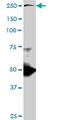 Talin 1 antibody, LS-B4432, Lifespan Biosciences, Western Blot image 