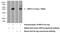 Ring Finger Protein 34 antibody, 10629-1-AP, Proteintech Group, Western Blot image 