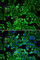 Eukaryotic Translation Initiation Factor 4B antibody, A5405, ABclonal Technology, Immunofluorescence image 