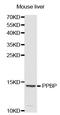 Pro-Platelet Basic Protein antibody, LS-B14379, Lifespan Biosciences, Western Blot image 
