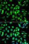 Cholinergic Receptor Muscarinic 2 antibody, LS-C331546, Lifespan Biosciences, Immunofluorescence image 
