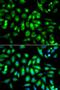 Muscarinic acetylcholine receptor M2 antibody, LS-C331546, Lifespan Biosciences, Immunofluorescence image 
