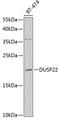 Dual Specificity Phosphatase 22 antibody, 22-832, ProSci, Western Blot image 
