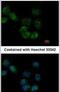 Heat Shock Protein Family A (Hsp70) Member 1 Like antibody, PA5-28202, Invitrogen Antibodies, Immunofluorescence image 