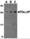 Toll Interacting Protein antibody, orb87379, Biorbyt, Western Blot image 