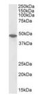 Origin recognition complex subunit 4 antibody, orb372990, Biorbyt, Western Blot image 