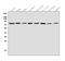 Dynamin 1 Like antibody, A00556-2, Boster Biological Technology, Western Blot image 