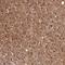 AC024575.1 antibody, HPA048973, Atlas Antibodies, Immunohistochemistry frozen image 