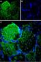 Protein PIEZO1 antibody, PA5-77617, Invitrogen Antibodies, Immunohistochemistry frozen image 