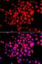 Serine/Threonine Kinase 19 antibody, PA5-76226, Invitrogen Antibodies, Immunofluorescence image 