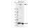 Nuclear Receptor Corepressor 1 antibody, 34271S, Cell Signaling Technology, Western Blot image 