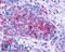 ADCYAP Receptor Type I antibody, LS-A948, Lifespan Biosciences, Immunohistochemistry frozen image 