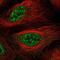 LIM homeobox protein 4 antibody, NBP2-56985, Novus Biologicals, Immunofluorescence image 