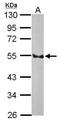 Endothelin B receptor antibody, PA5-27173, Invitrogen Antibodies, Western Blot image 