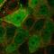 LXN antibody, HPA014179, Atlas Antibodies, Immunofluorescence image 