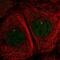 Dynein Axonemal Light Chain 1 antibody, PA5-62736, Invitrogen Antibodies, Immunofluorescence image 