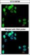 Eukaryotic Translation Initiation Factor 2B Subunit Epsilon antibody, GTX109799, GeneTex, Immunocytochemistry image 