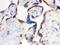 Cyclin D1 antibody, MA1033, Boster Biological Technology, Immunohistochemistry paraffin image 