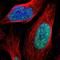 Zinc Finger Protein 250 antibody, HPA020853, Atlas Antibodies, Immunofluorescence image 