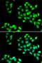 H2A Histone Family Member Z antibody, orb247526, Biorbyt, Immunofluorescence image 