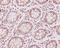 Cyclin Dependent Kinase 1 antibody, M00209-2, Boster Biological Technology, Immunohistochemistry frozen image 