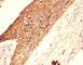 Transient Receptor Potential Cation Channel Subfamily V Member 1 antibody, R30132, NSJ Bioreagents, Western Blot image 