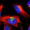 Golgi Integral Membrane Protein 4 antibody, PA5-51699, Invitrogen Antibodies, Immunofluorescence image 