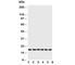 Phospholamban antibody, R30366, NSJ Bioreagents, Western Blot image 