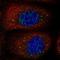 Myosin VB antibody, NBP1-87746, Novus Biologicals, Immunofluorescence image 