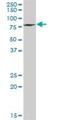 DNA Methyltransferase 3 Like antibody, H00056339-B01P, Novus Biologicals, Western Blot image 