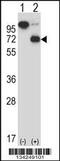 Ariadne RBR E3 Ubiquitin Protein Ligase 2 antibody, 57-688, ProSci, Western Blot image 