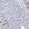 Twinkle protein, mitochondrial antibody, NBP1-90814, Novus Biologicals, Immunohistochemistry paraffin image 
