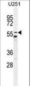 Coiled-Coil Domain Containing 9 antibody, LS-C168441, Lifespan Biosciences, Western Blot image 