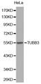 Tubulin Beta 3 Class III antibody, abx123449, Abbexa, Western Blot image 