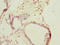Thyroid Hormone Responsive antibody, LS-C676591, Lifespan Biosciences, Immunohistochemistry paraffin image 