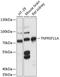 TNF Receptor Superfamily Member 11a antibody, 14-735, ProSci, Western Blot image 