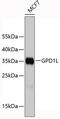 Glycerol-3-phosphate dehydrogenase 1-like protein antibody, 19-407, ProSci, Western Blot image 