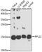 60S ribosomal protein L32 antibody, A9202, ABclonal Technology, Western Blot image 