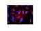Keratin 8 antibody, M01421-3, Boster Biological Technology, Immunofluorescence image 