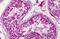 EPH Receptor A6 antibody, MBS244936, MyBioSource, Immunohistochemistry frozen image 