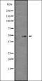 Serine/Threonine Kinase 17a antibody, orb335474, Biorbyt, Western Blot image 
